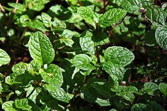 Where does mint come from?