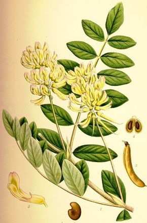 Astragalus