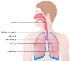 Bronchitis