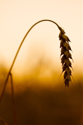 Celiac and Wheat