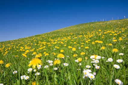 Benefits of the Dandelion