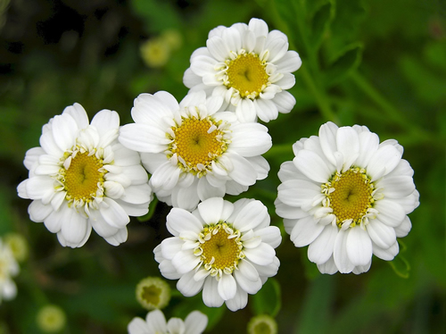 Feverfew Herbal Uses