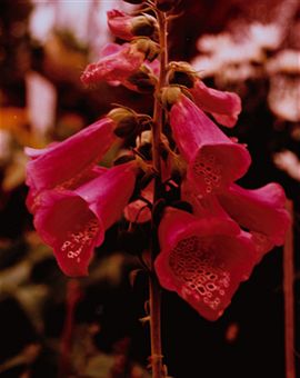 foxglove risks