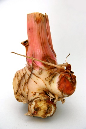 Picture of Galangal Root