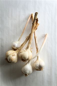 garlic health benefits