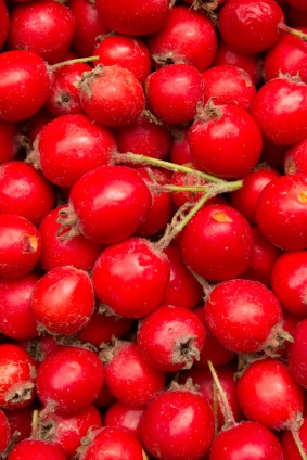 Hawthorn Berry Benefits