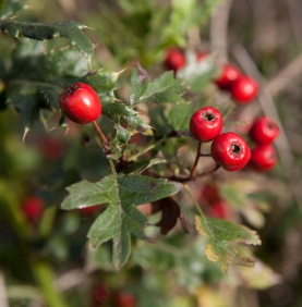 Hawthorn Berry Benefits