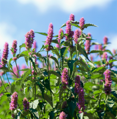 Hyssop Herbal Supplements