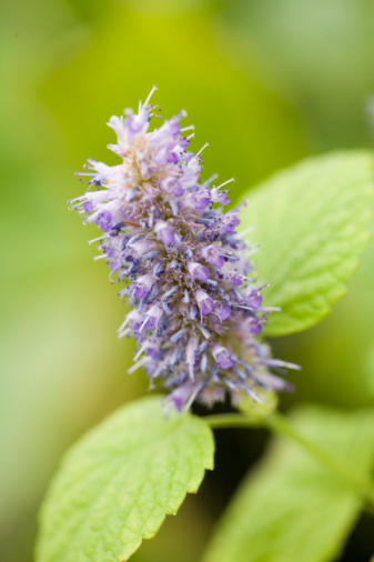 Hyssop Usage & Preparation