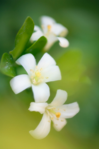 Benefits of Jasmine