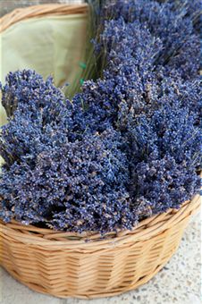 Lavender Benefits