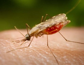 Malaria Symptoms