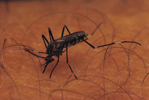 Testing and Diagnosis Considerations for malaria