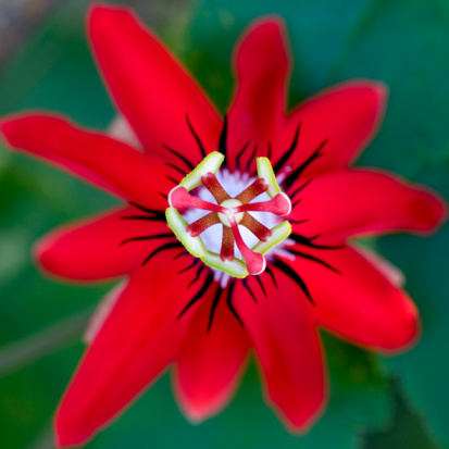 Passion Flower History