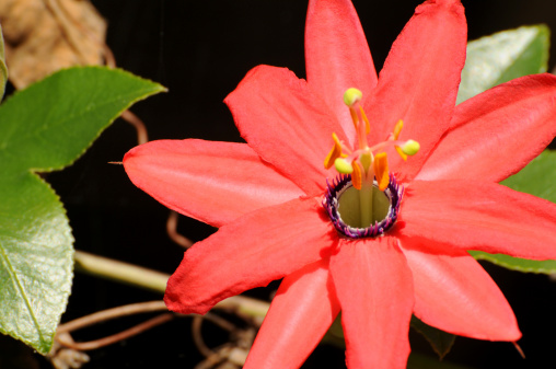 Passion Flower History