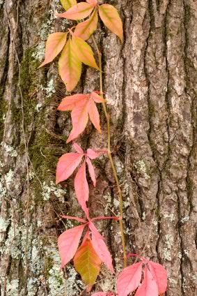 Poison Ivy Remedies