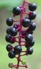 pokeweed plant