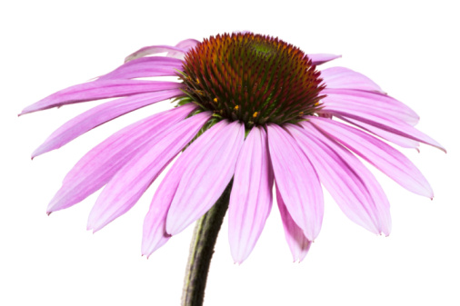 Purple coneflower