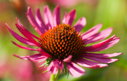 Types of Echinacea