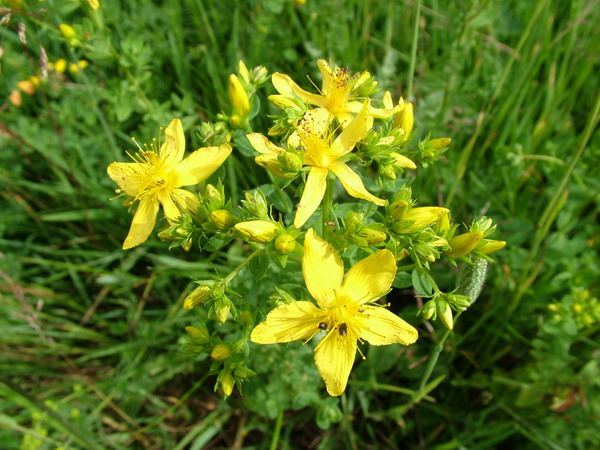 History of St John's Wort