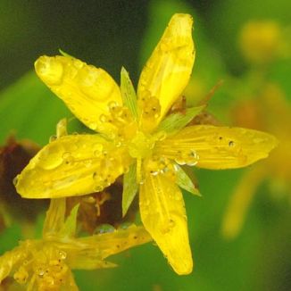 Using St John's Wort