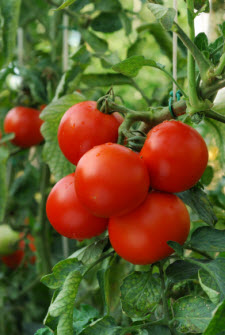 Tomatos for Salad