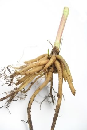 Valerian Root Health Benefits