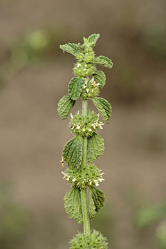 White Horehound.