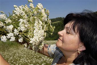 yarrow benefits