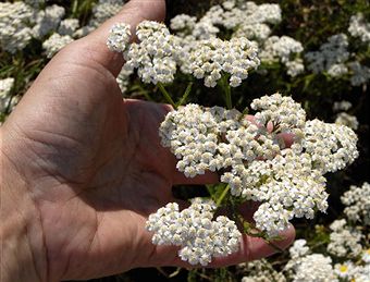 yarrow health remedies