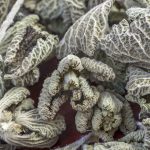 Horehound Herb