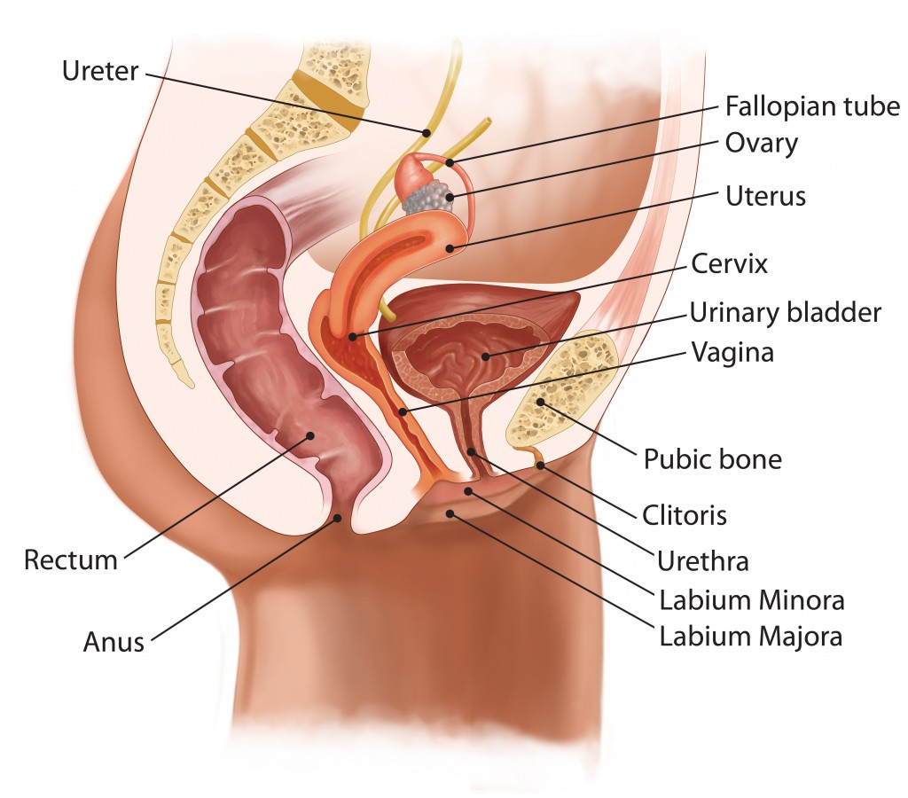 Female Urinary System.