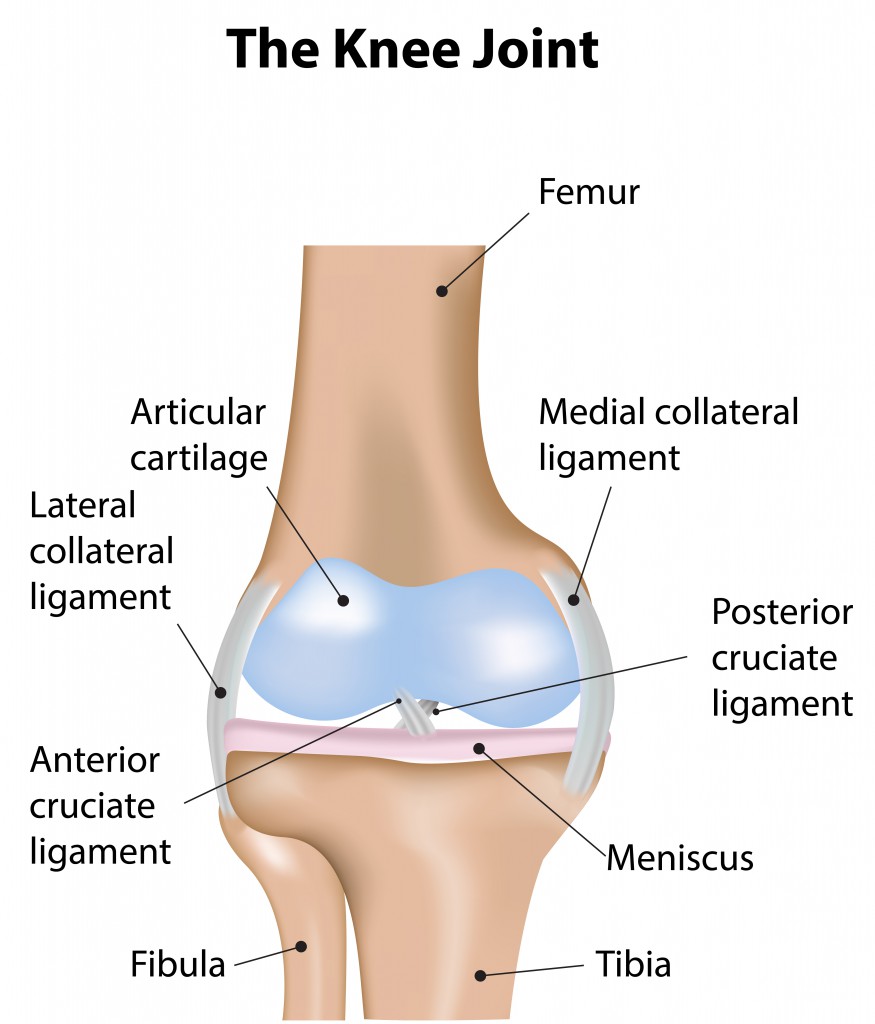 The Knee Joint.