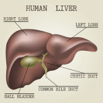 Liver Disease