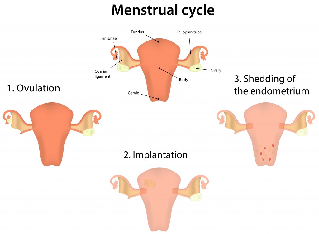 Menstrual Cycle.