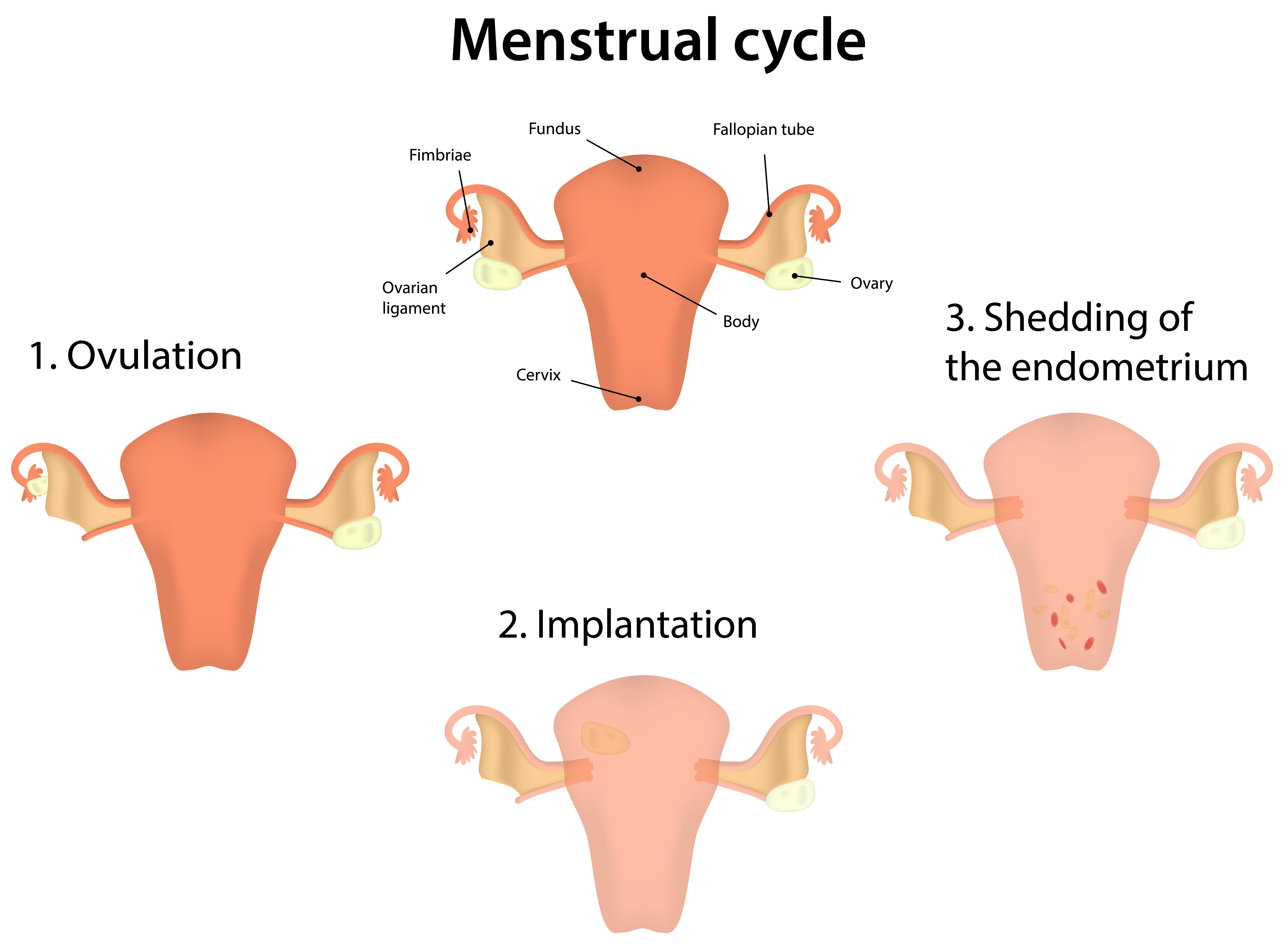 natural menstrual cramp remedies: severe menstrual cramp treatment