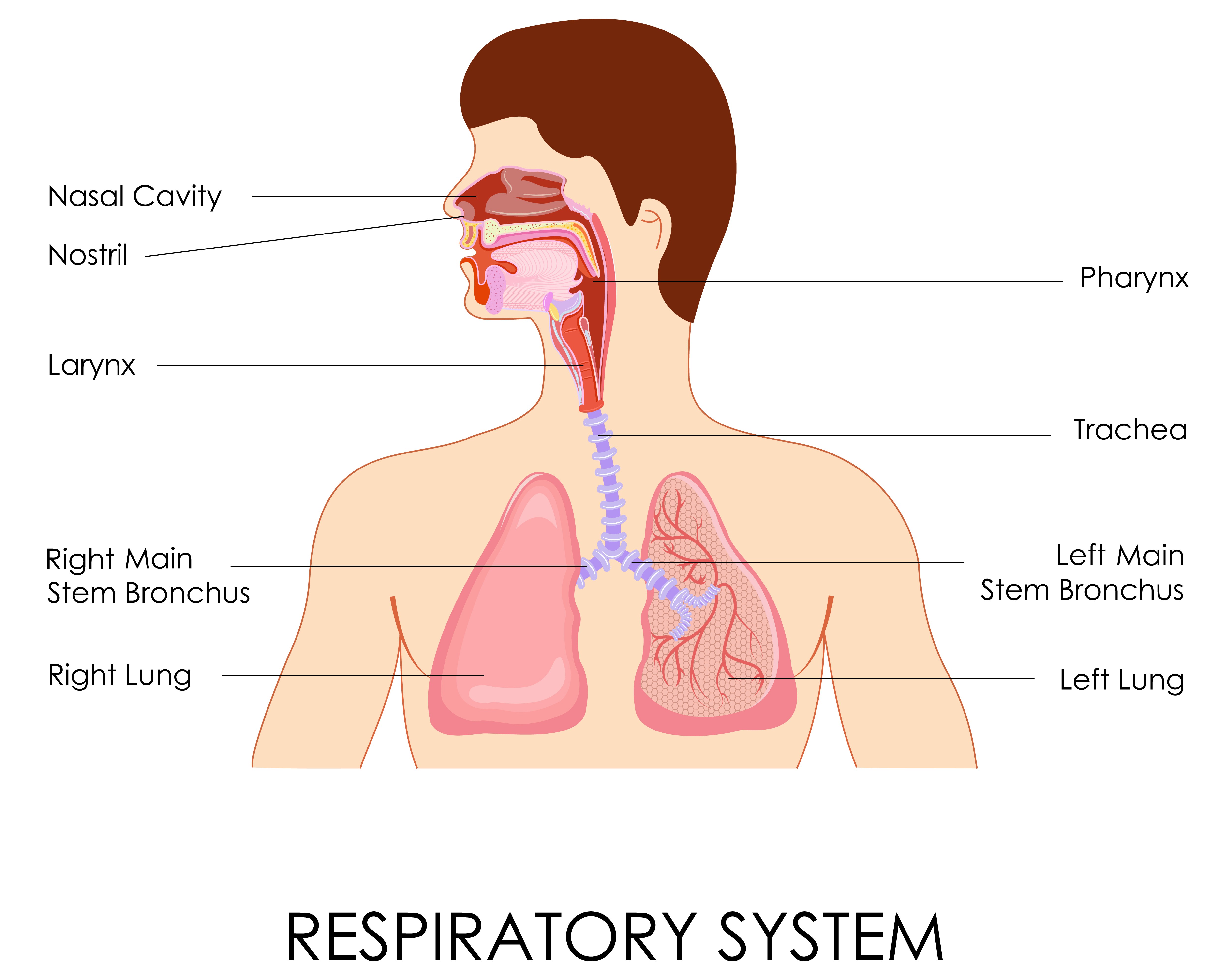 congestion sore throat Deep chest