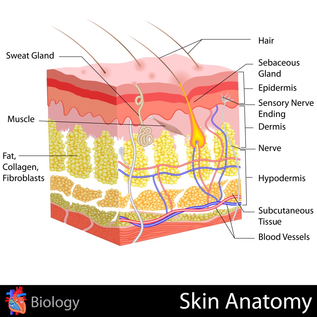 Human Skin Anatomy.